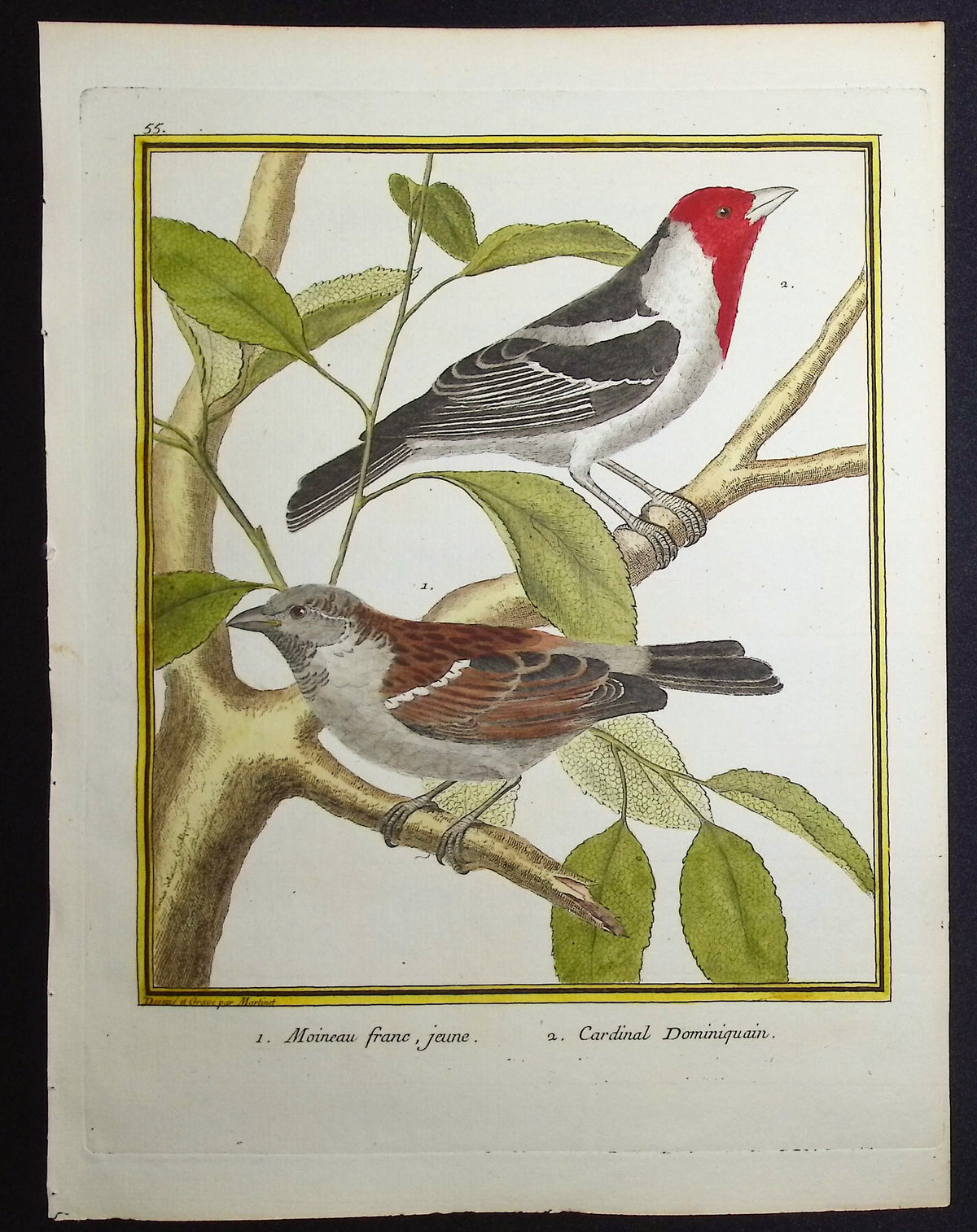 Sparrow