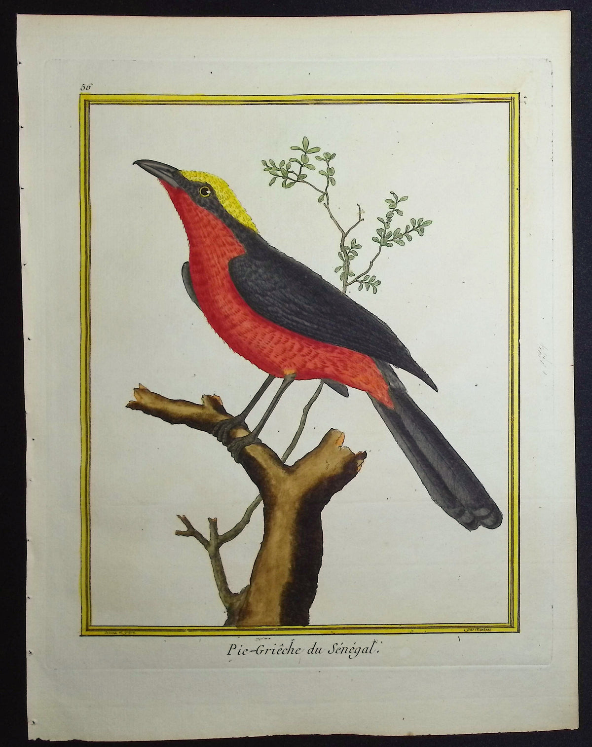 Senegalese Shrike