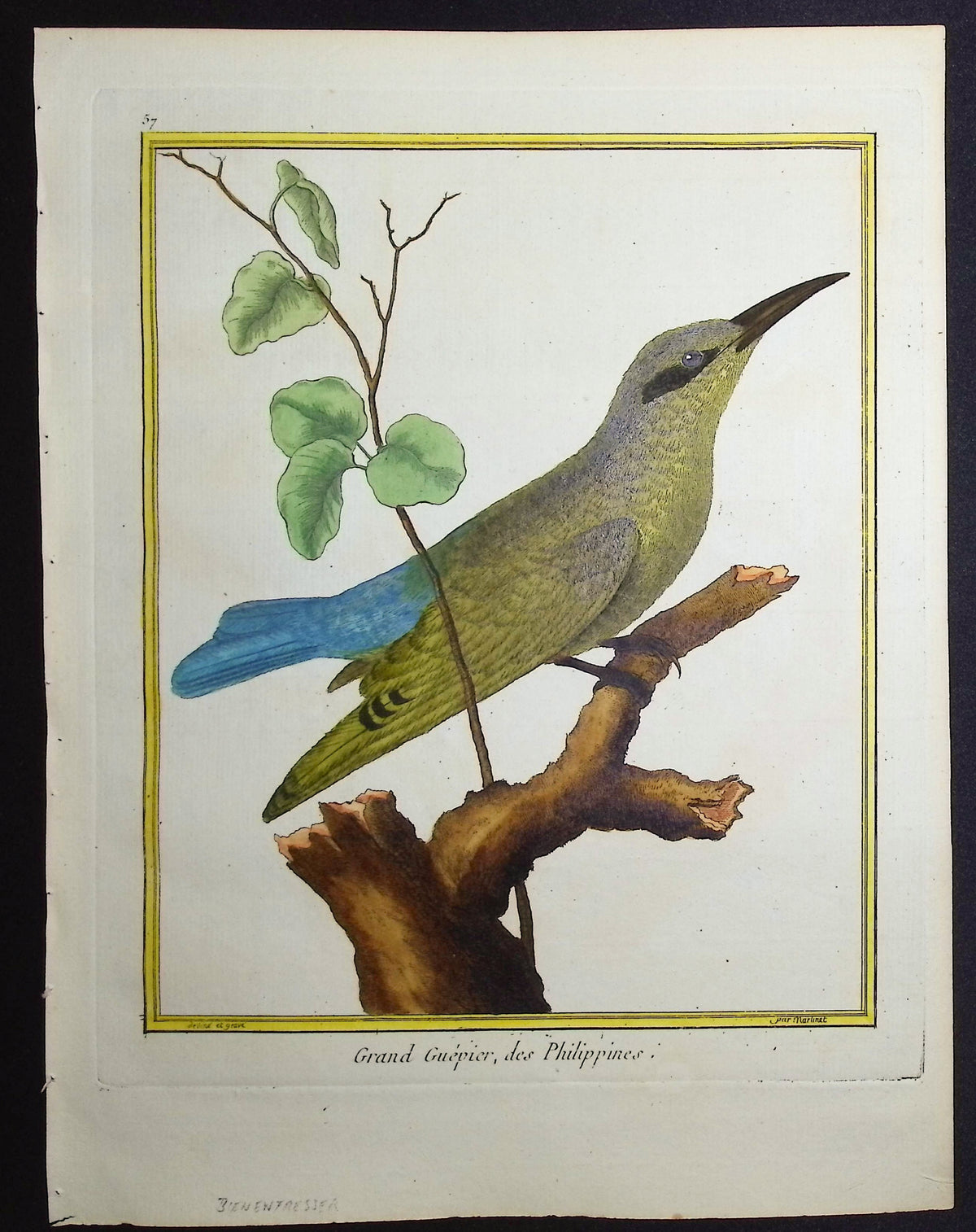 Bee-Eater