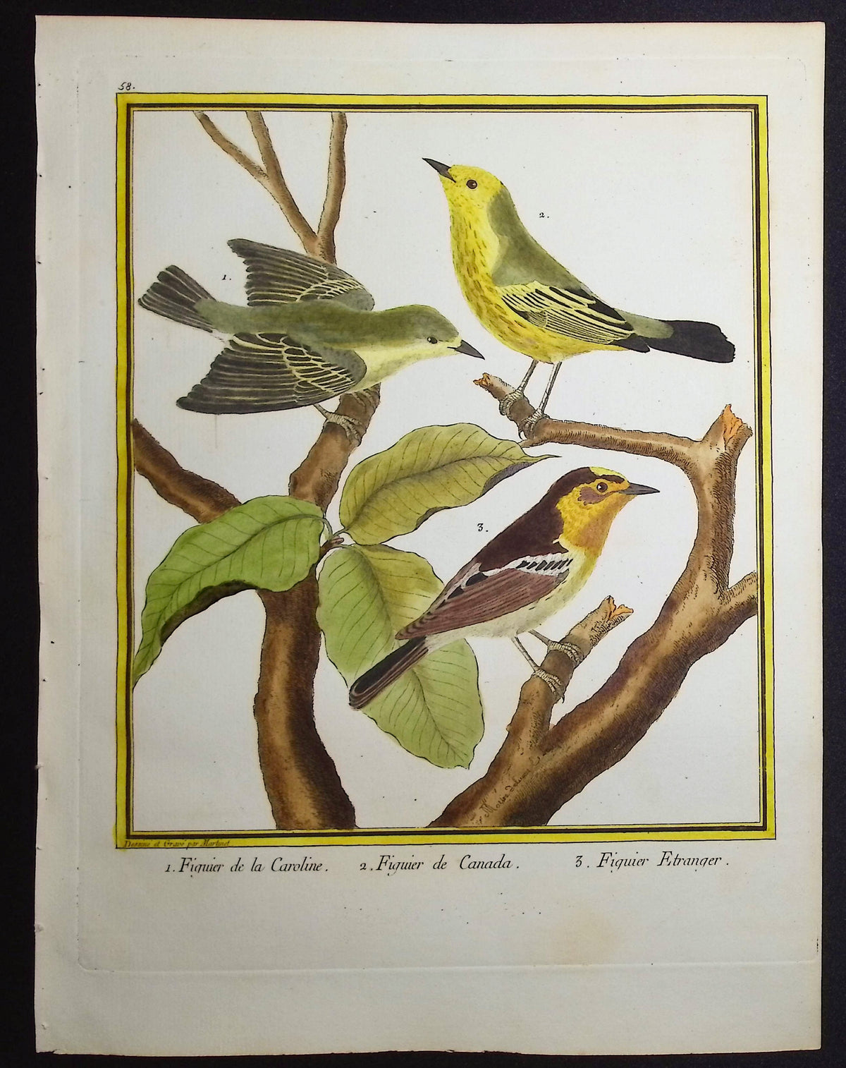 Flycatchers