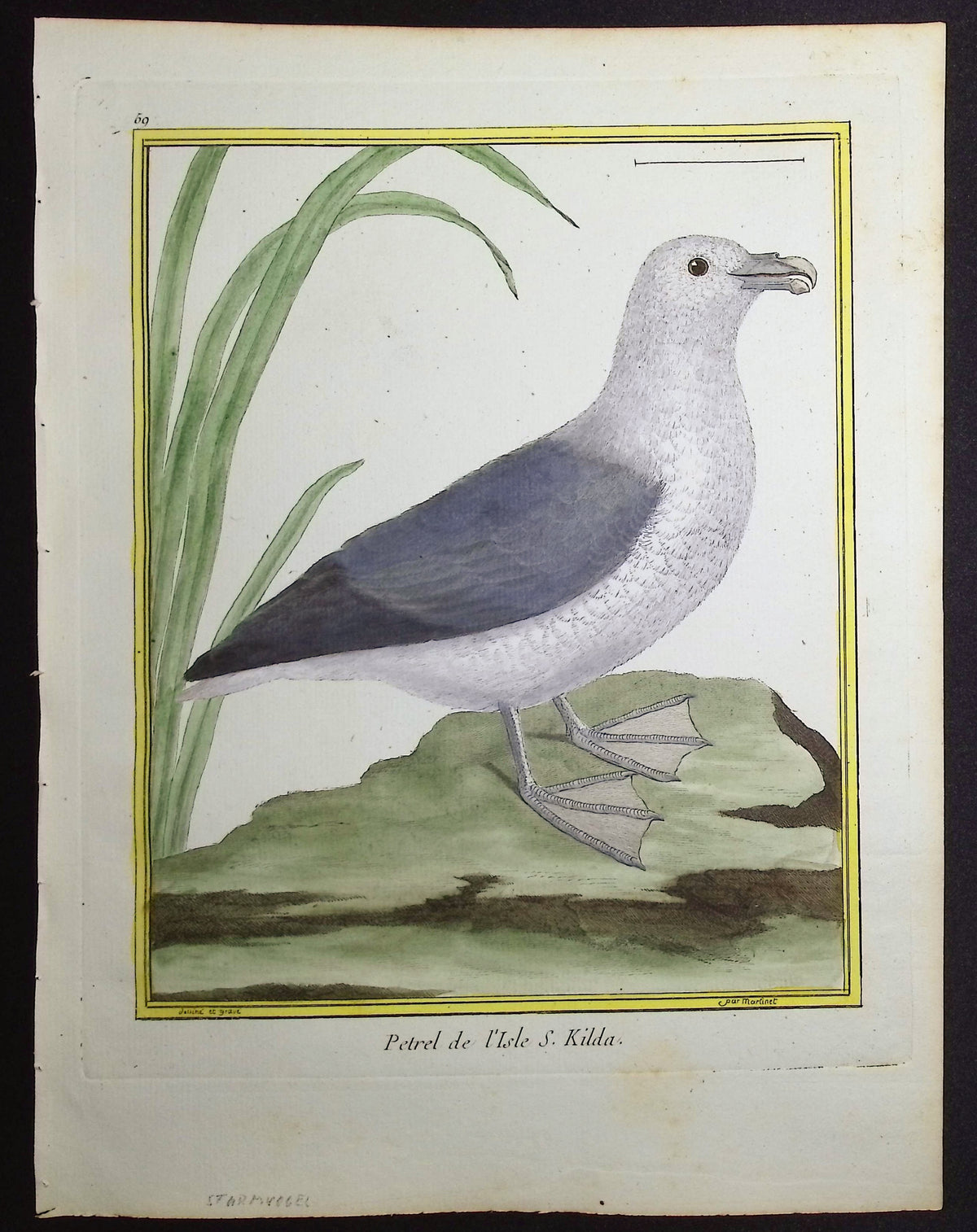 Petrel