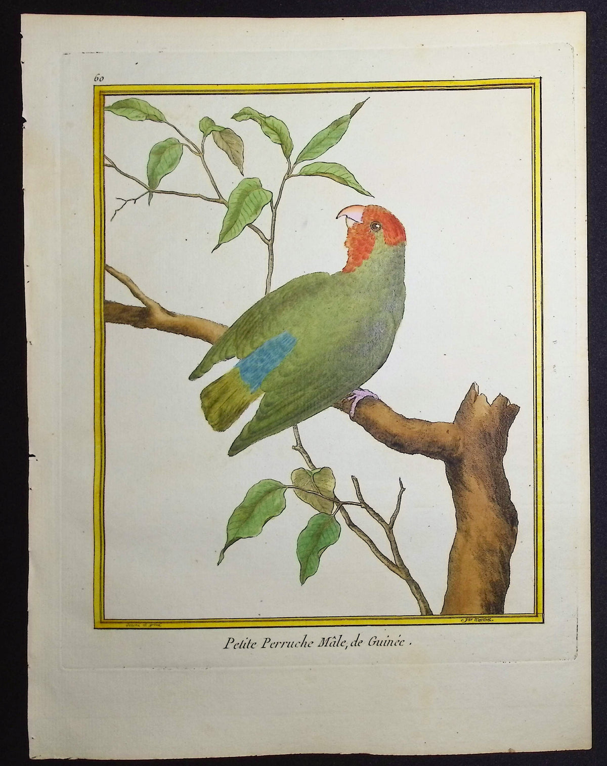 Parrot