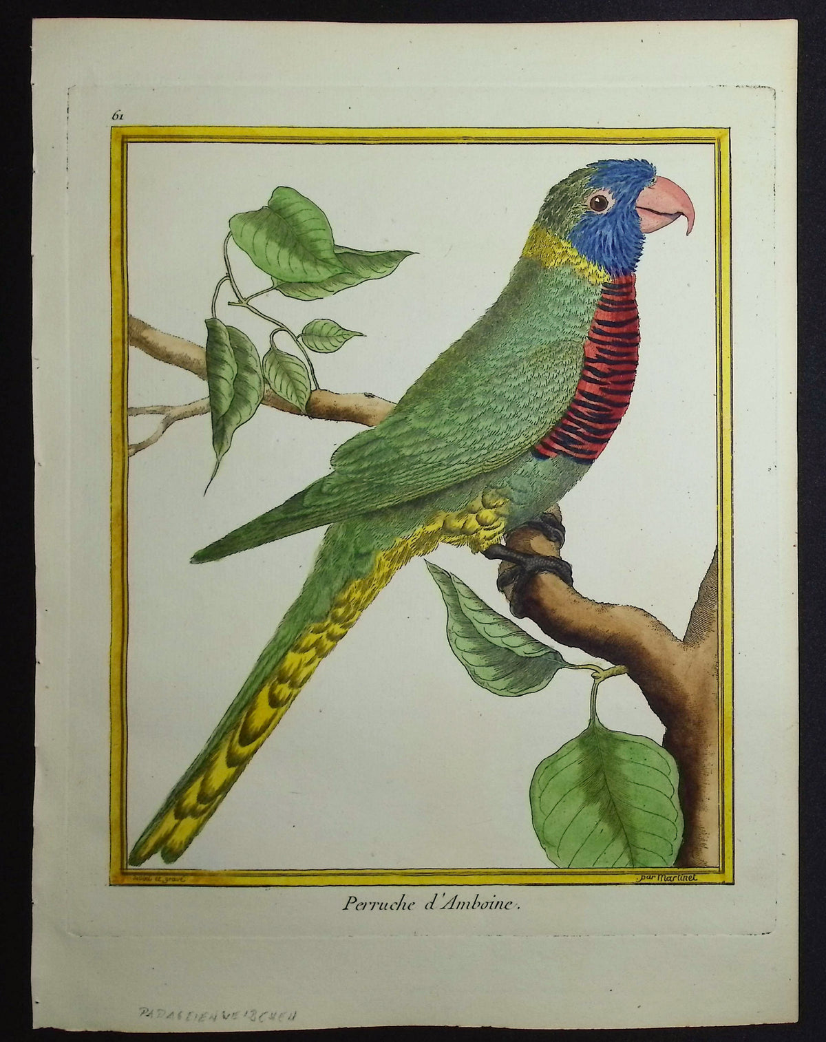 Parrot