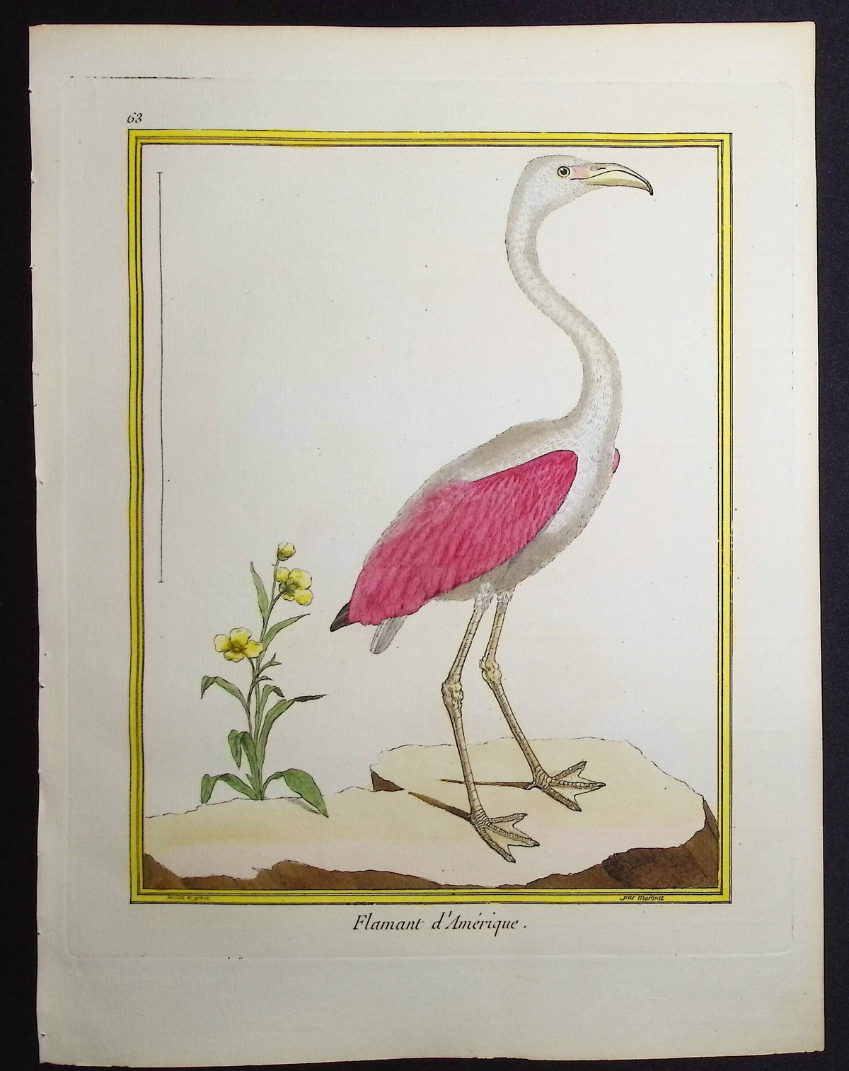 Flamingo