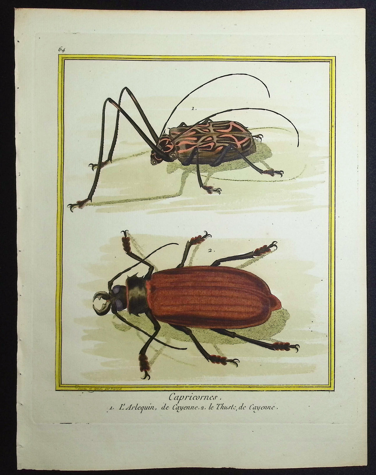 Beetles