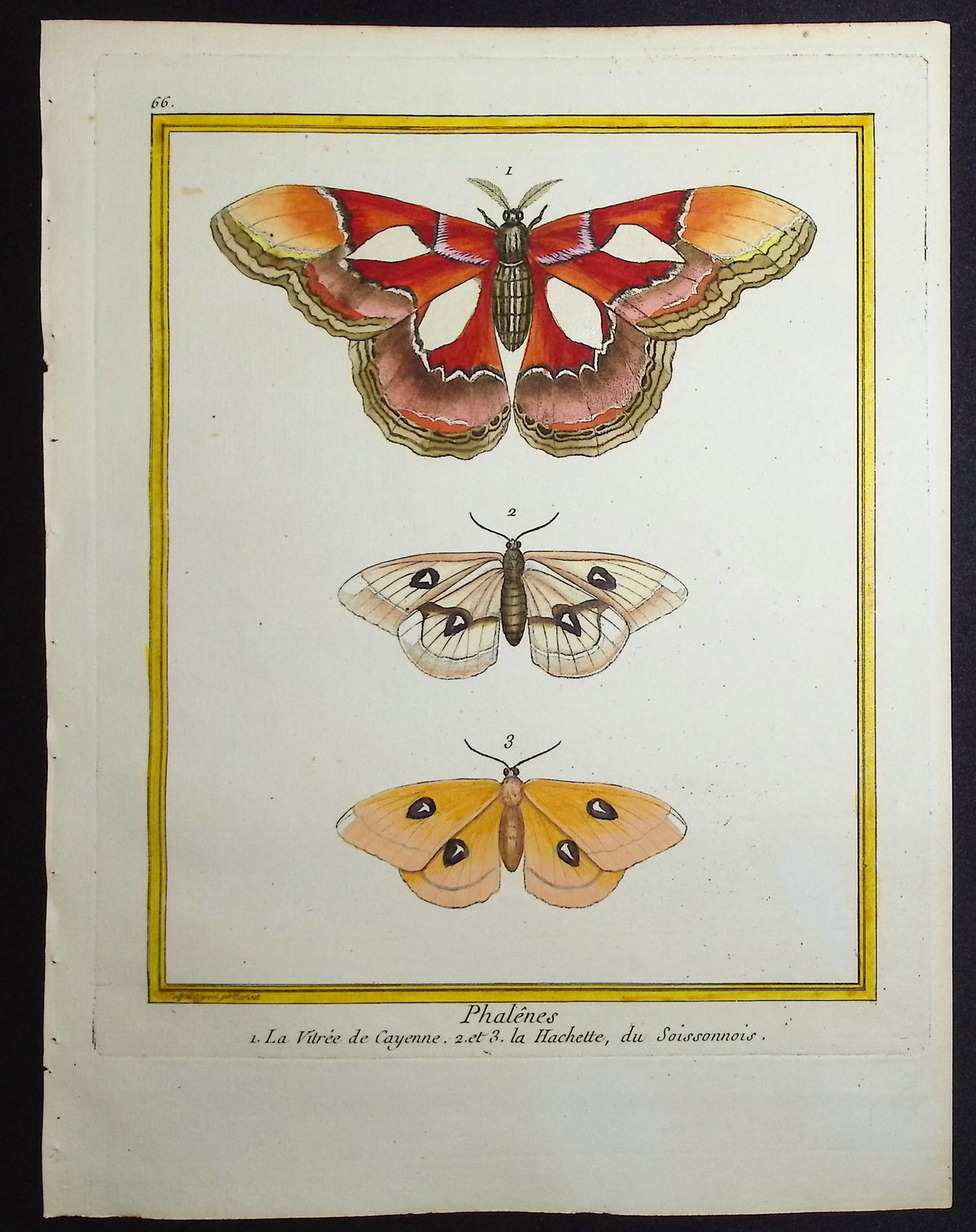 Moths