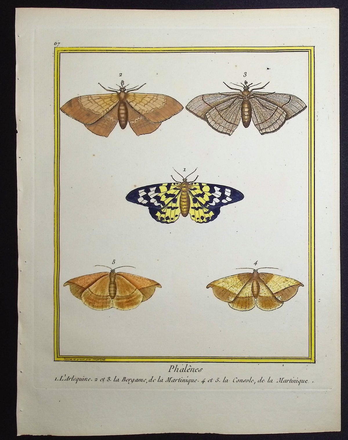 Moths