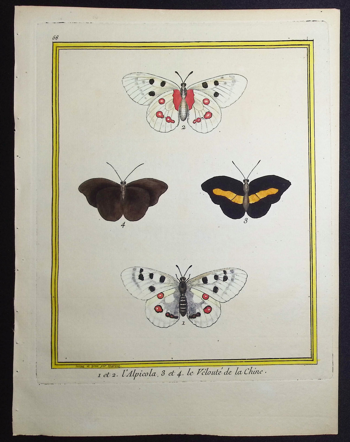 Moths