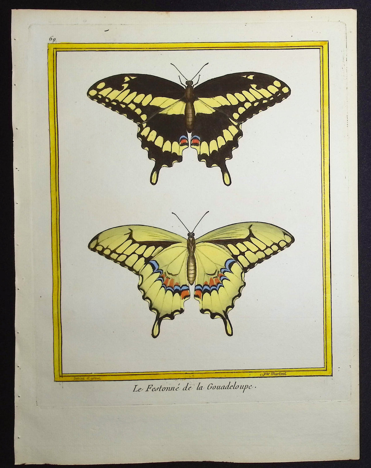 Butterflies