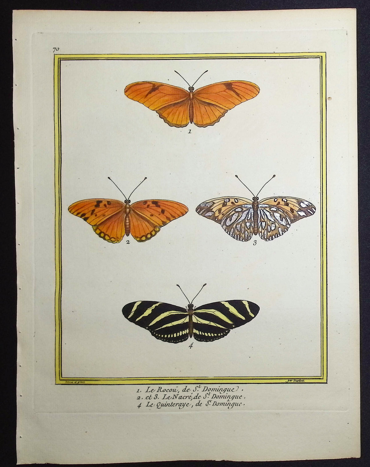 Moths