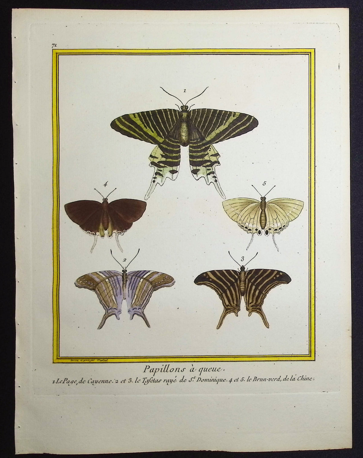 Moths