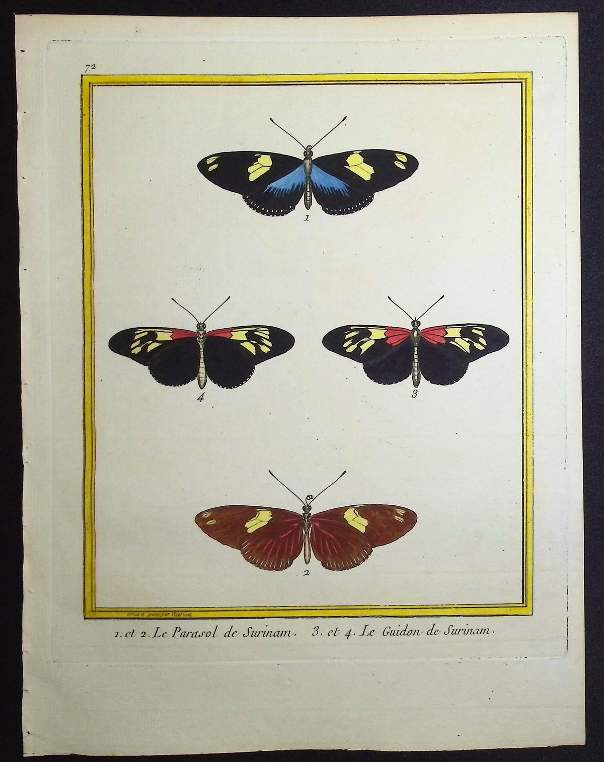Moths