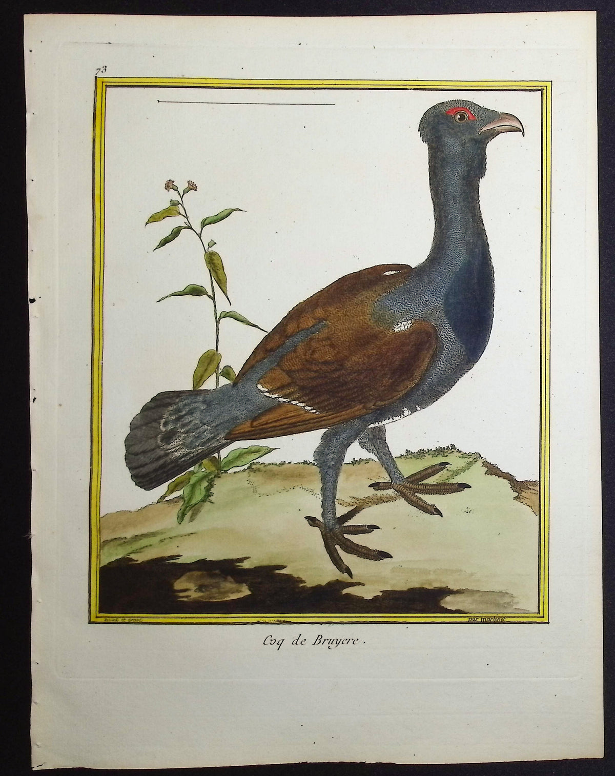 Capercaille (Male)