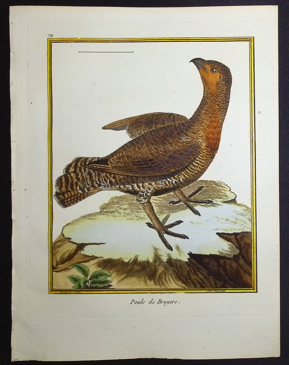 Capercaille (Female)