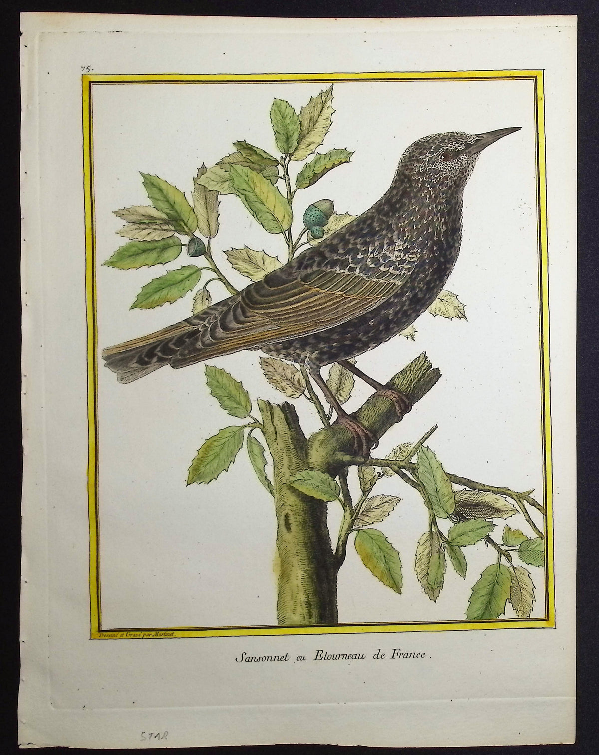 Starling