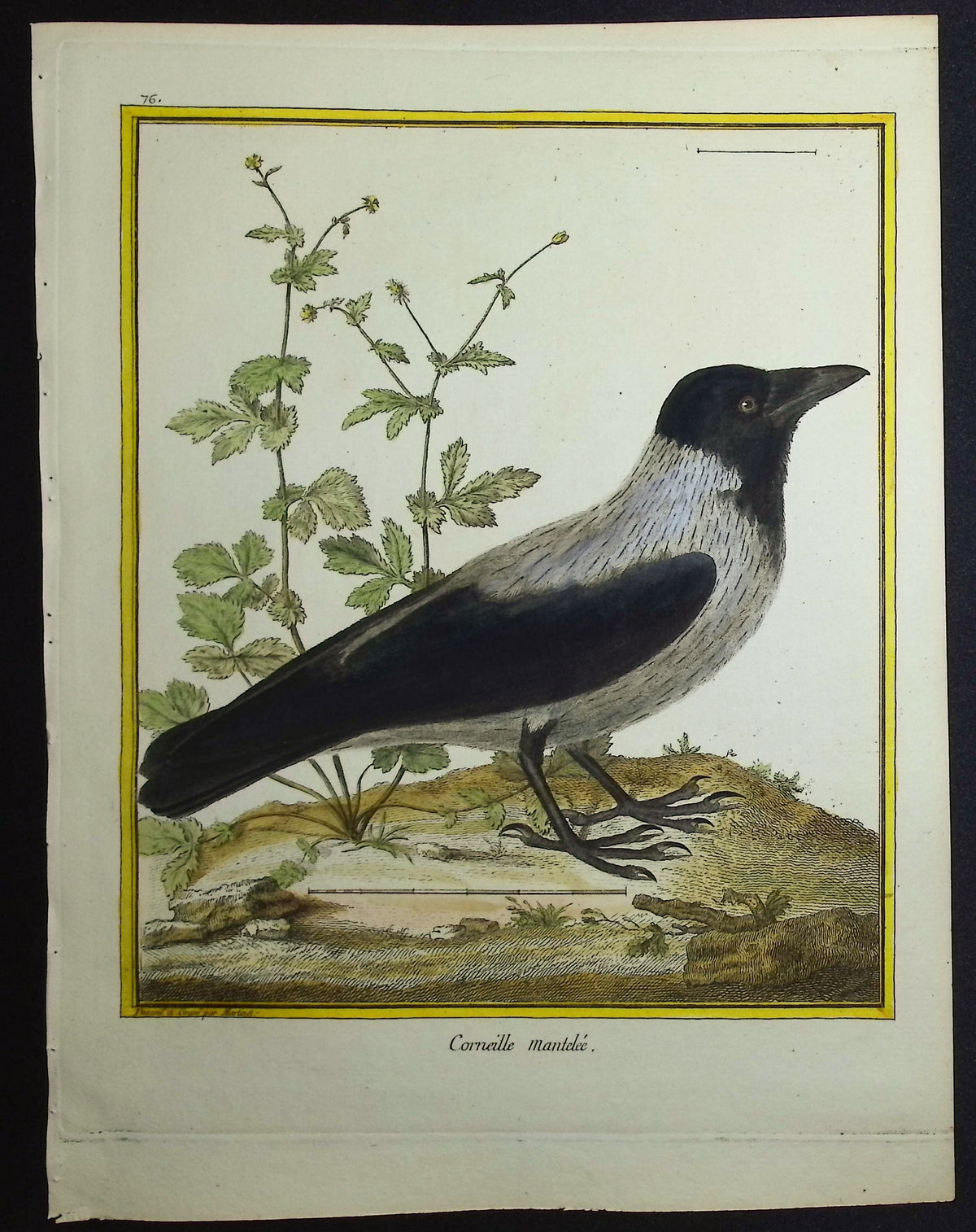 Carrion Crow