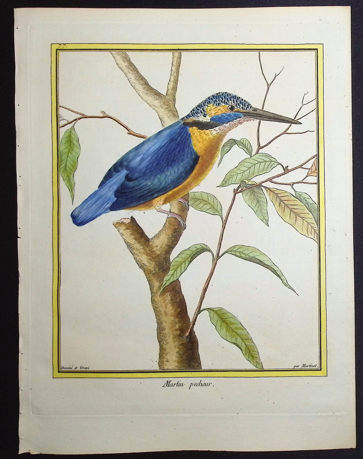 Kingfisher