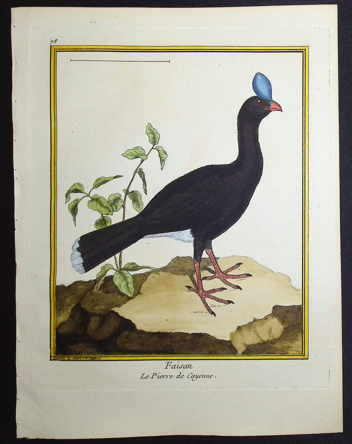 Pheasant