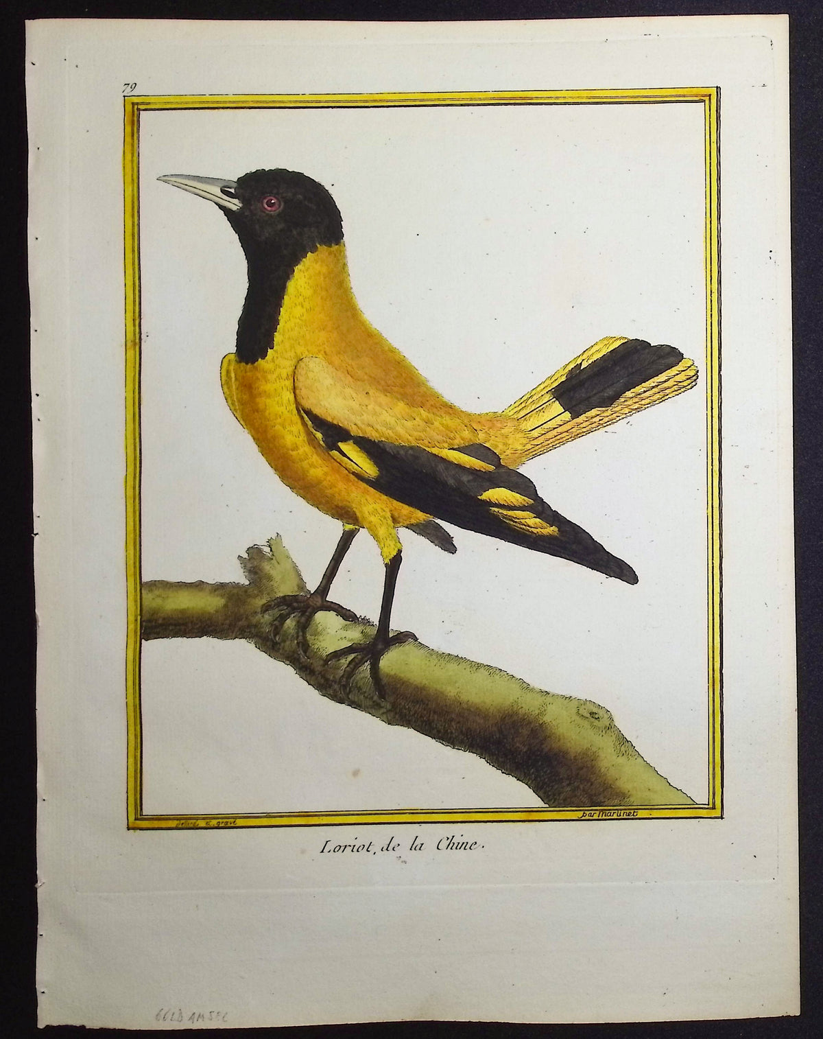 Oriole