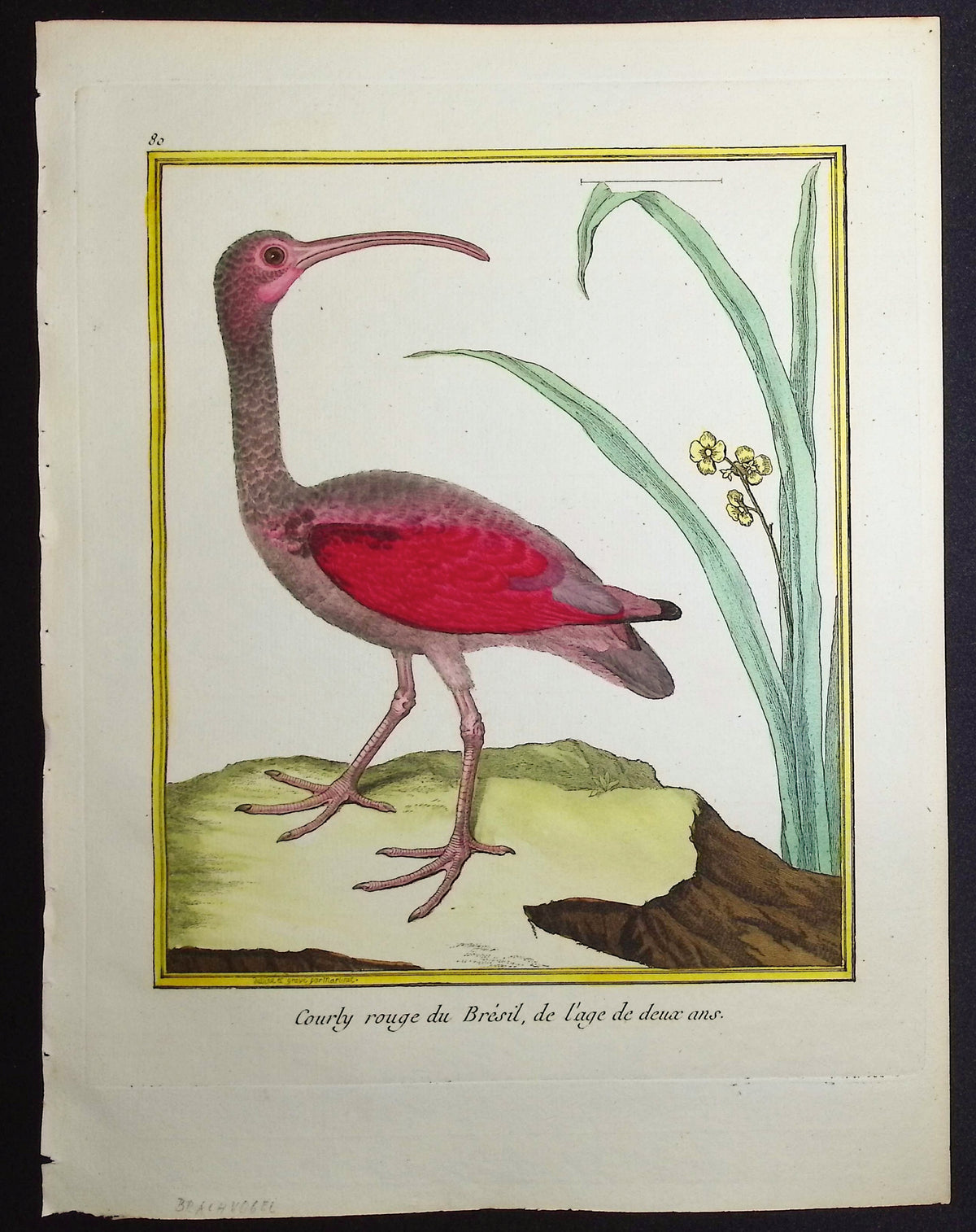 Scarlet Ibis