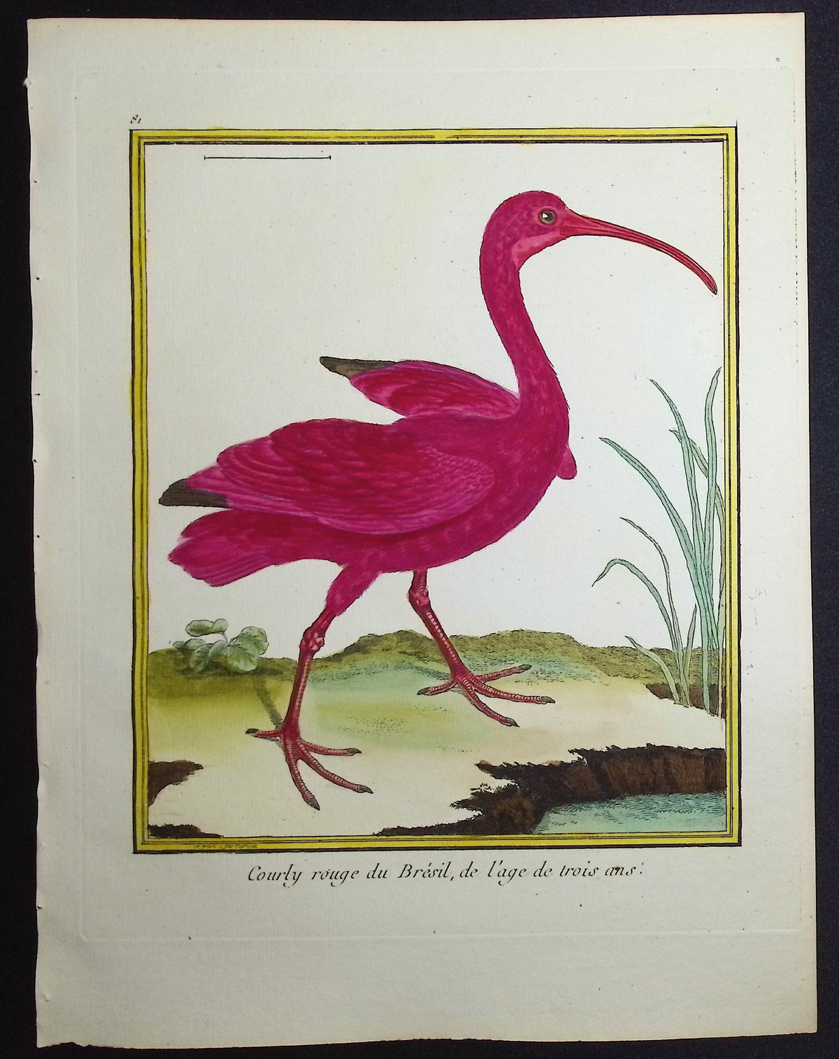 Scarlet Ibis