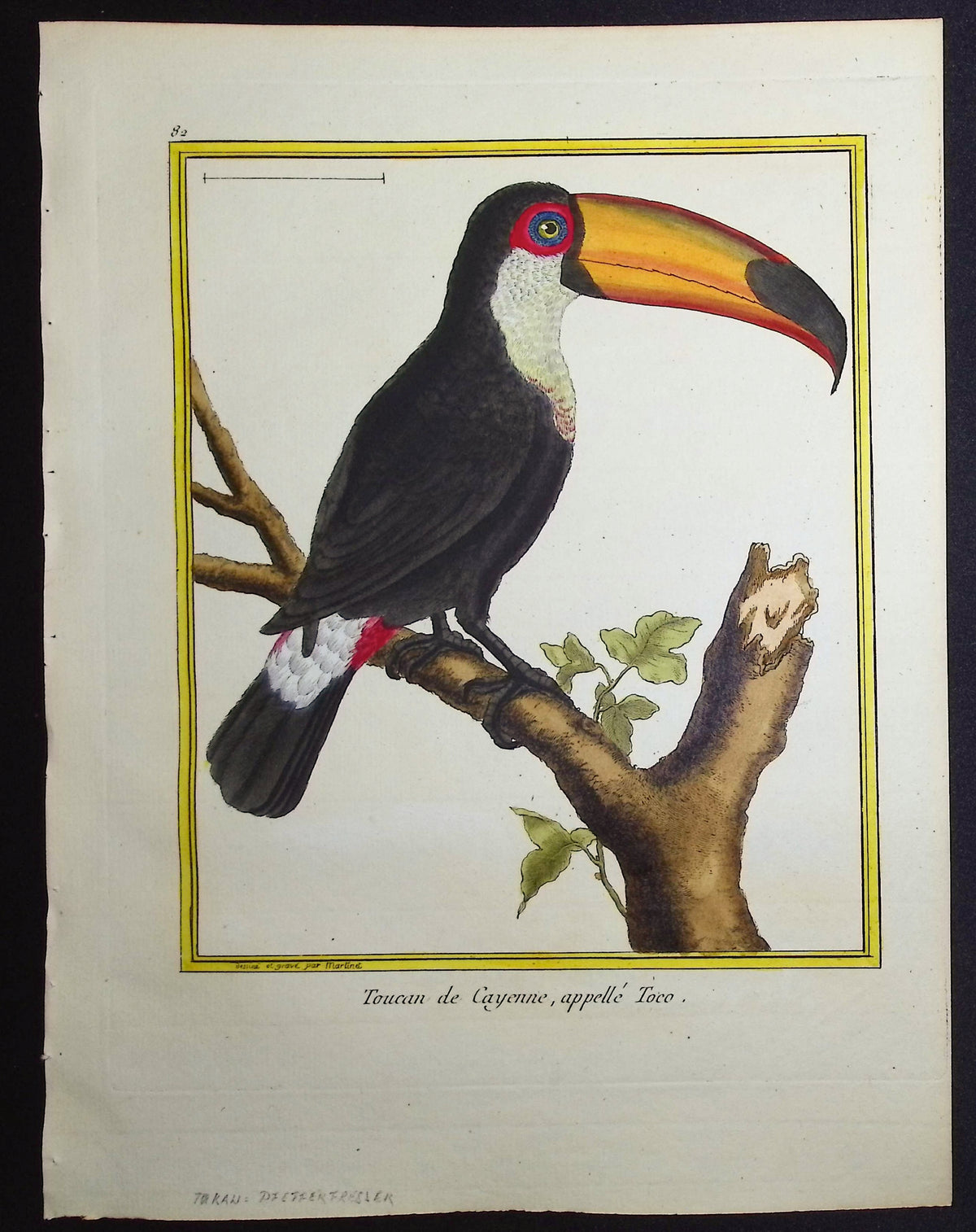 Toucan