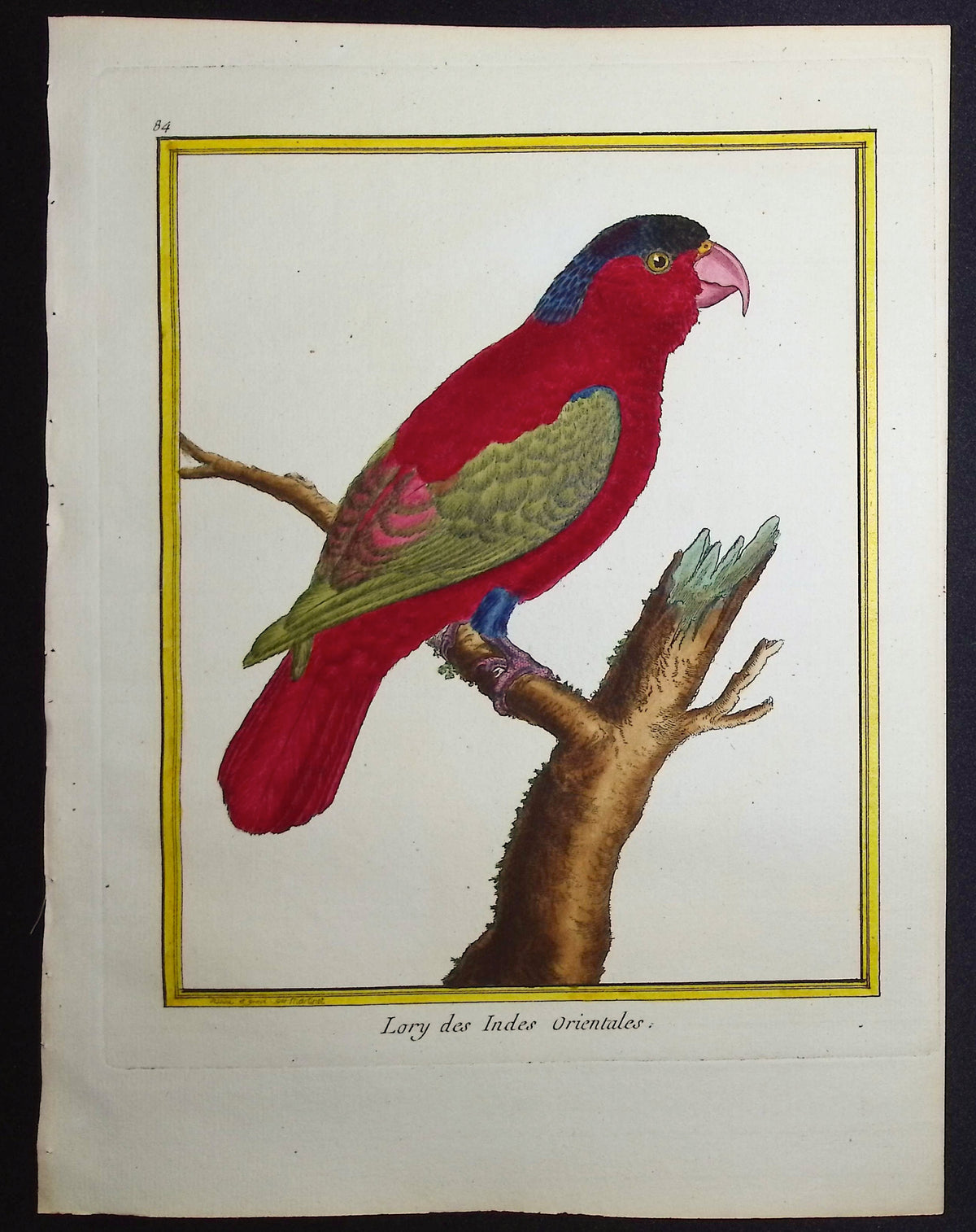 Parrot or Lory