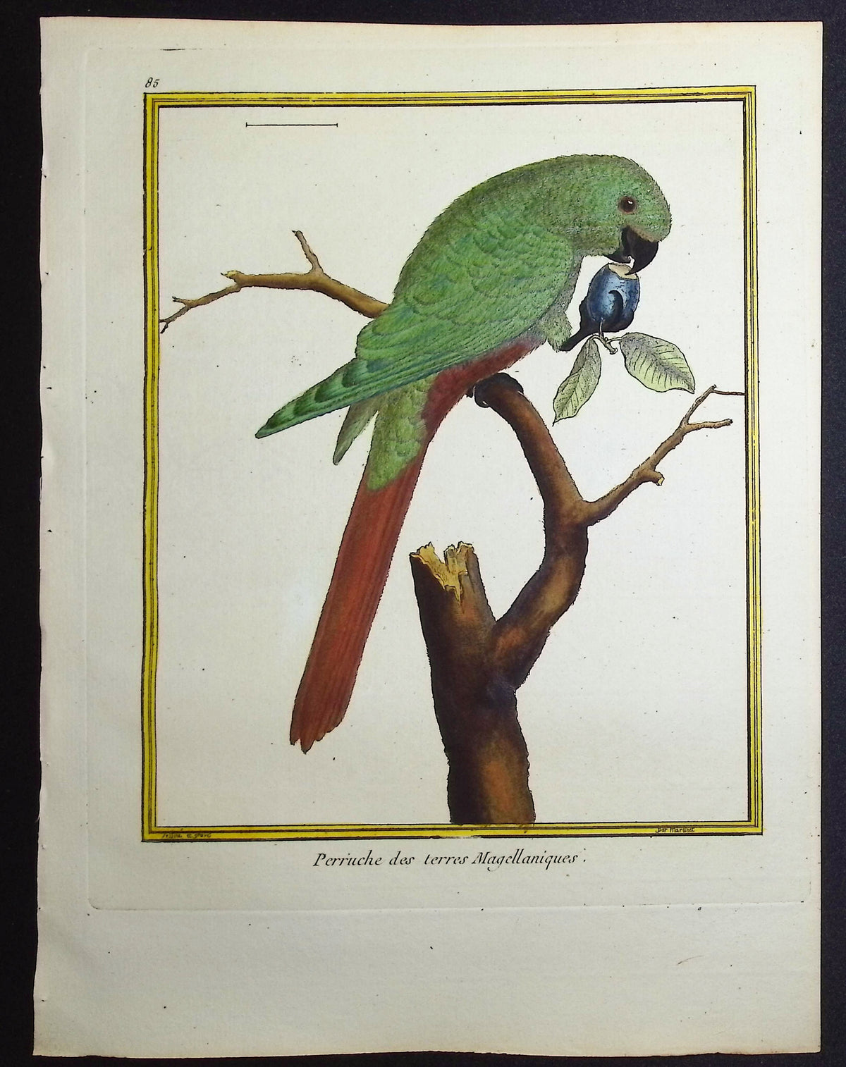 Parrot