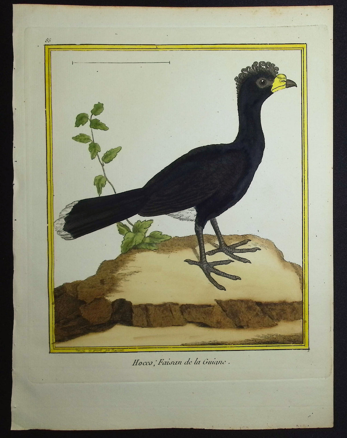 Curassow