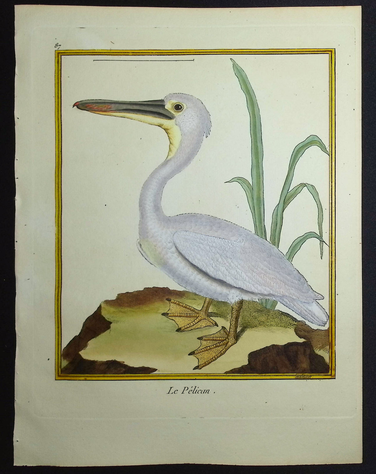 Pelican