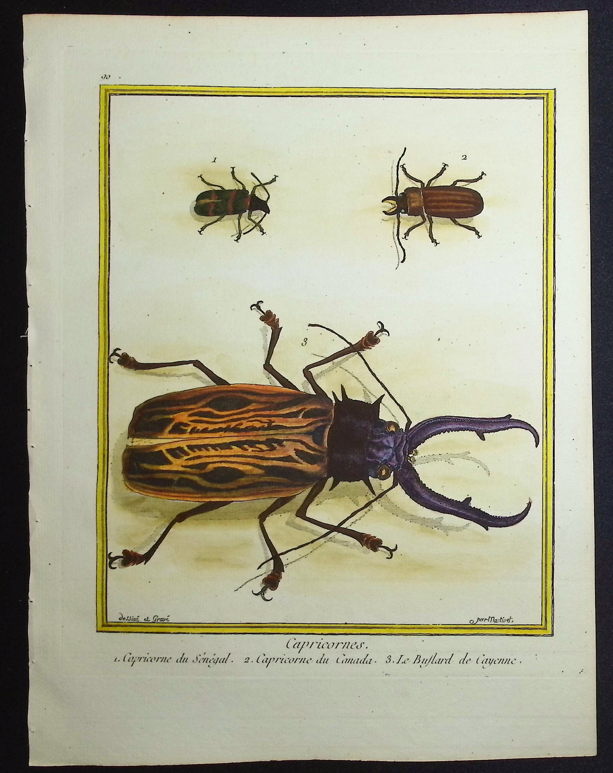 Beetles