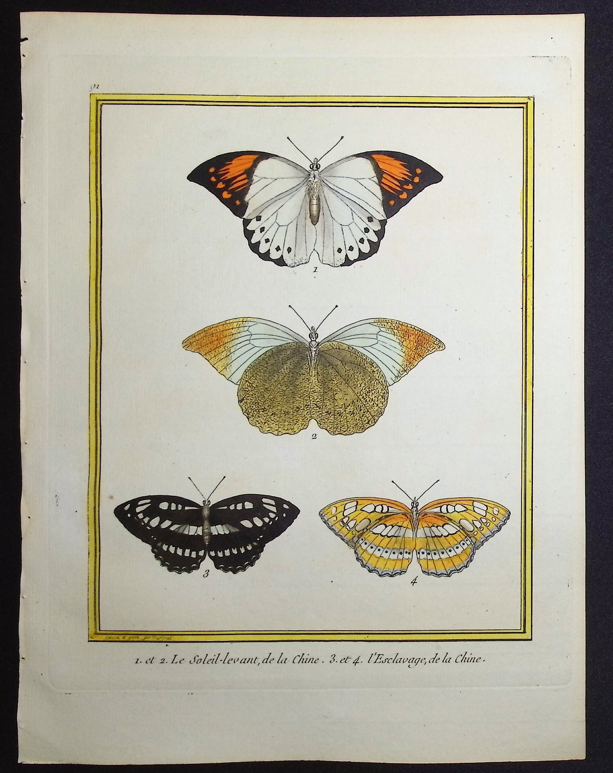 Moths