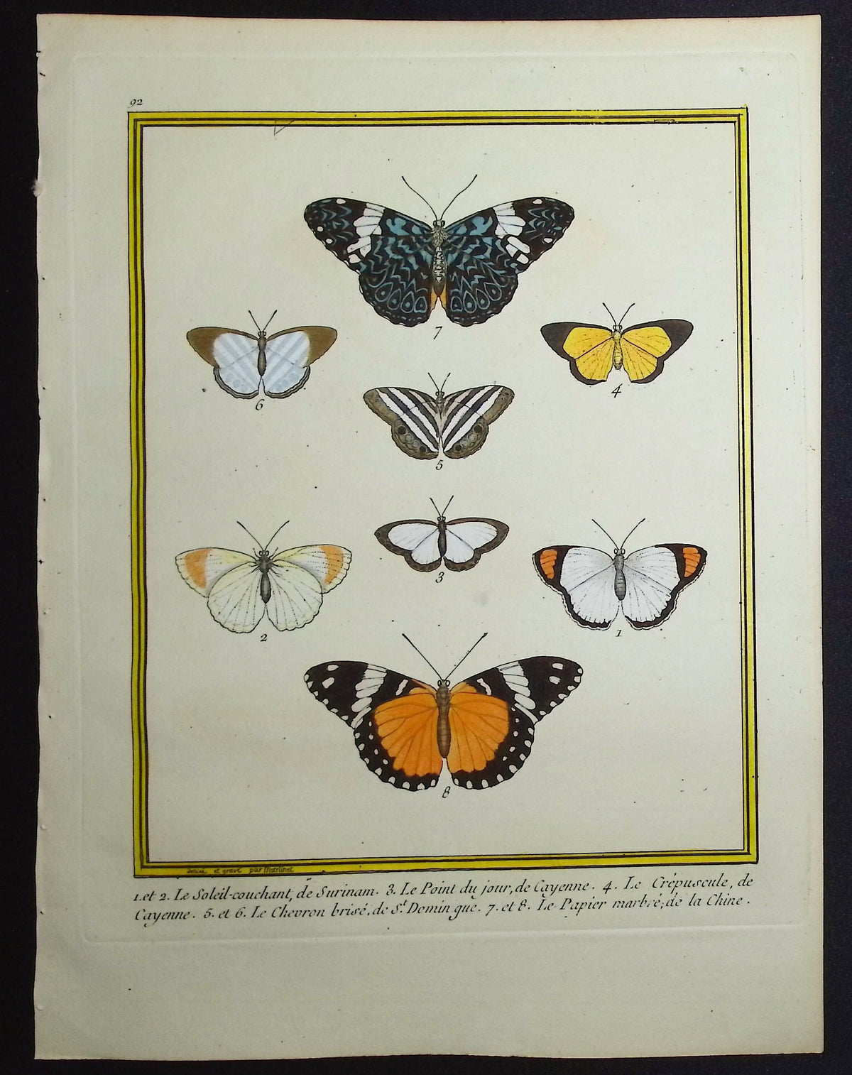 Moths