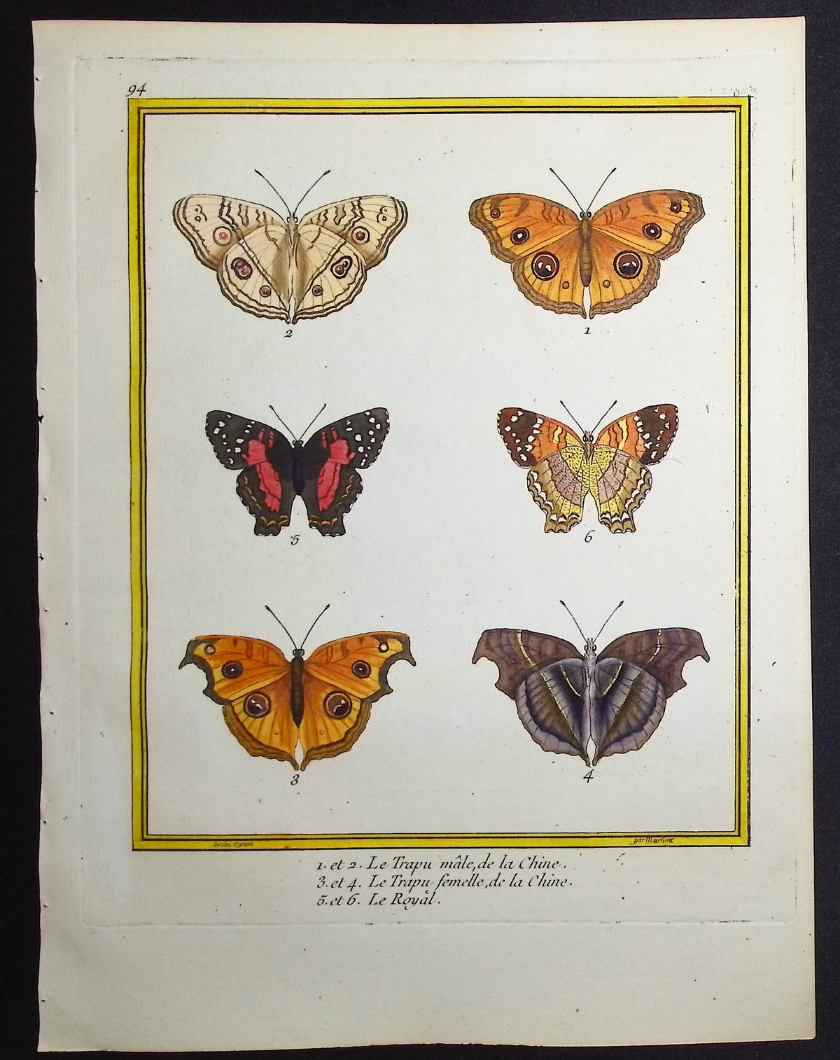 Moths