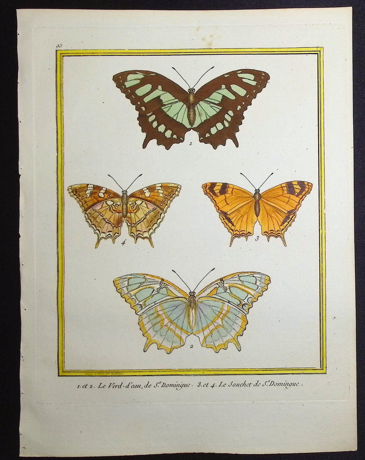 Moths