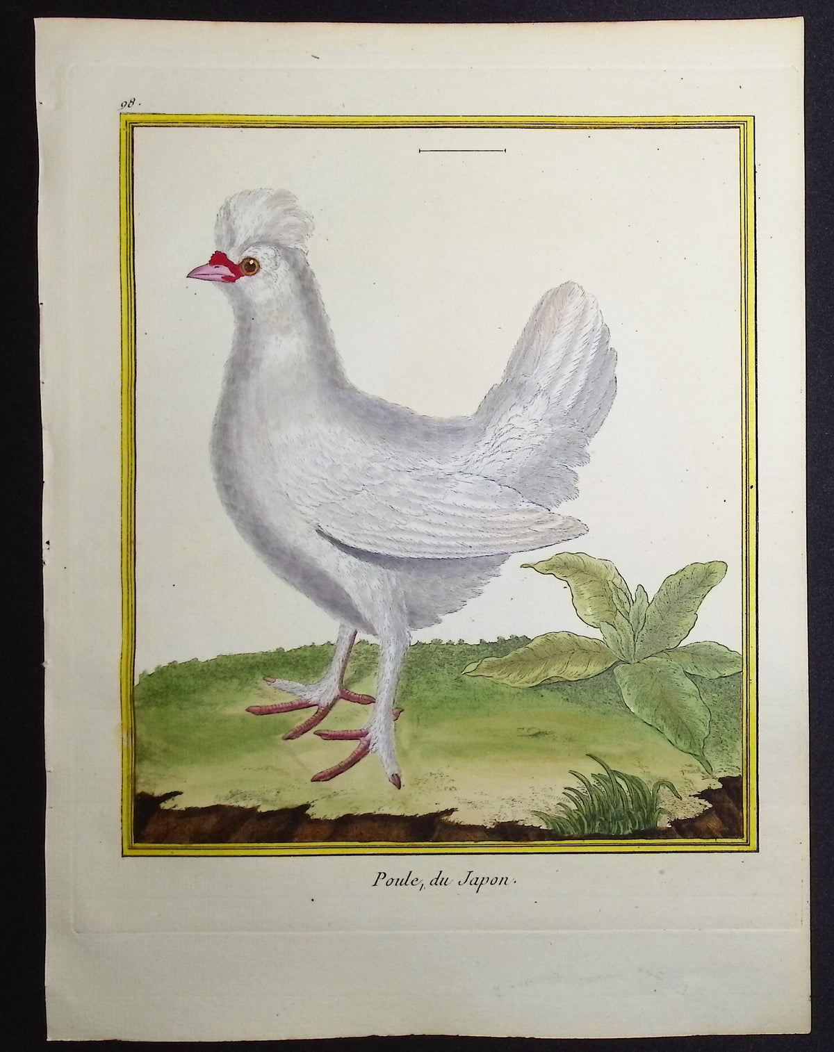 Chicken