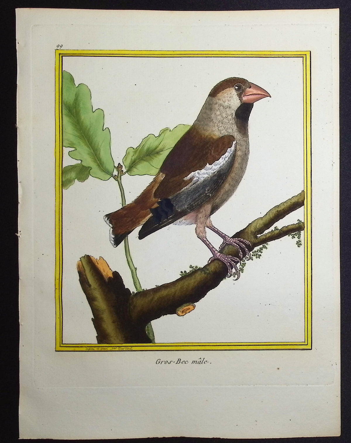 Grosbeak (Male)