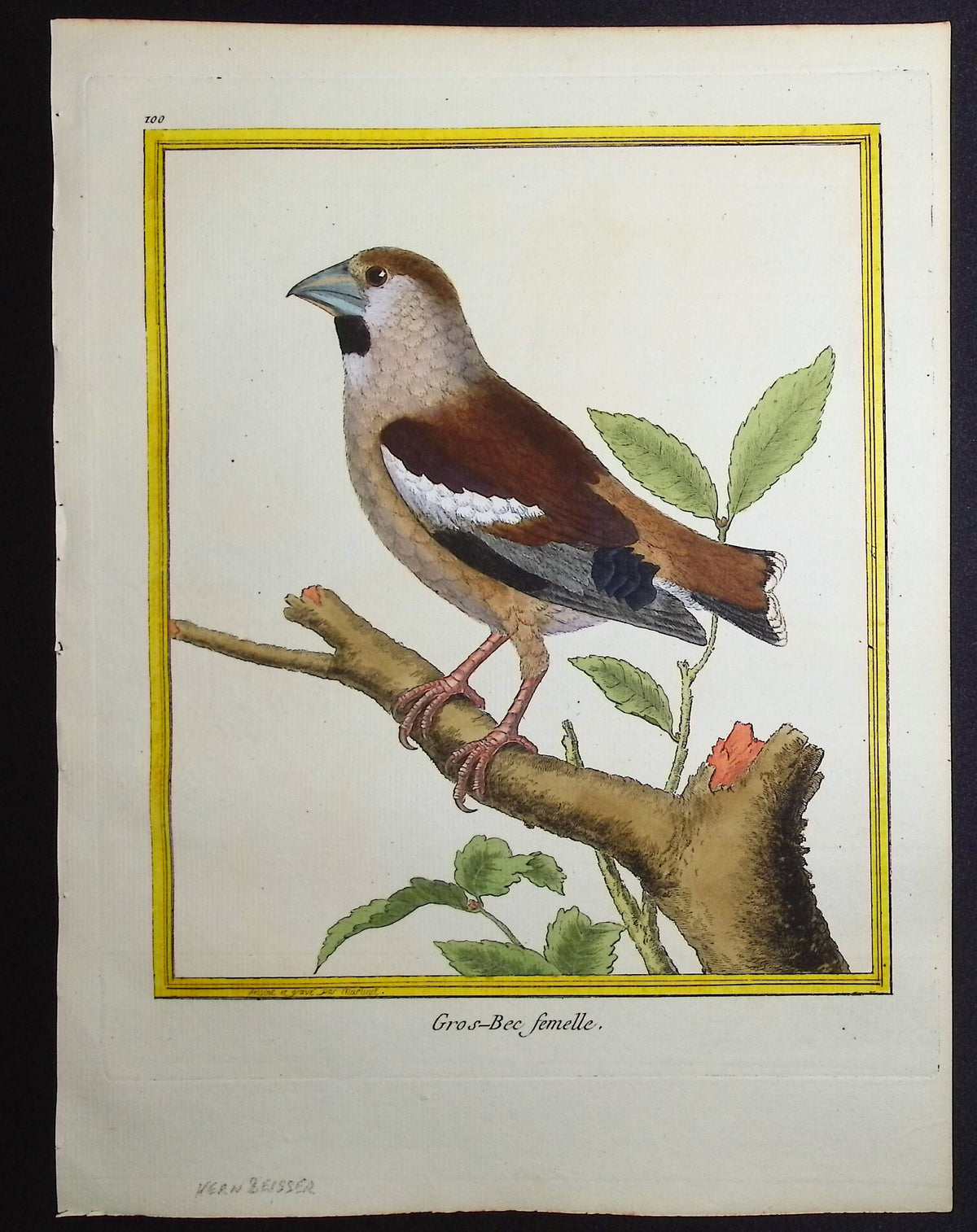 Grosbeak (Female)