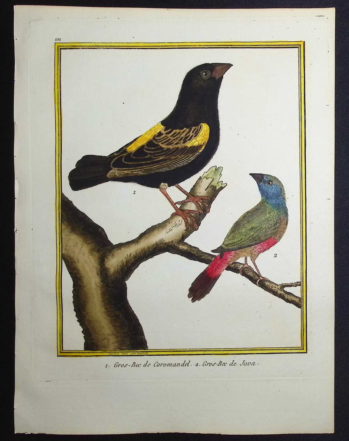 Grosbeak