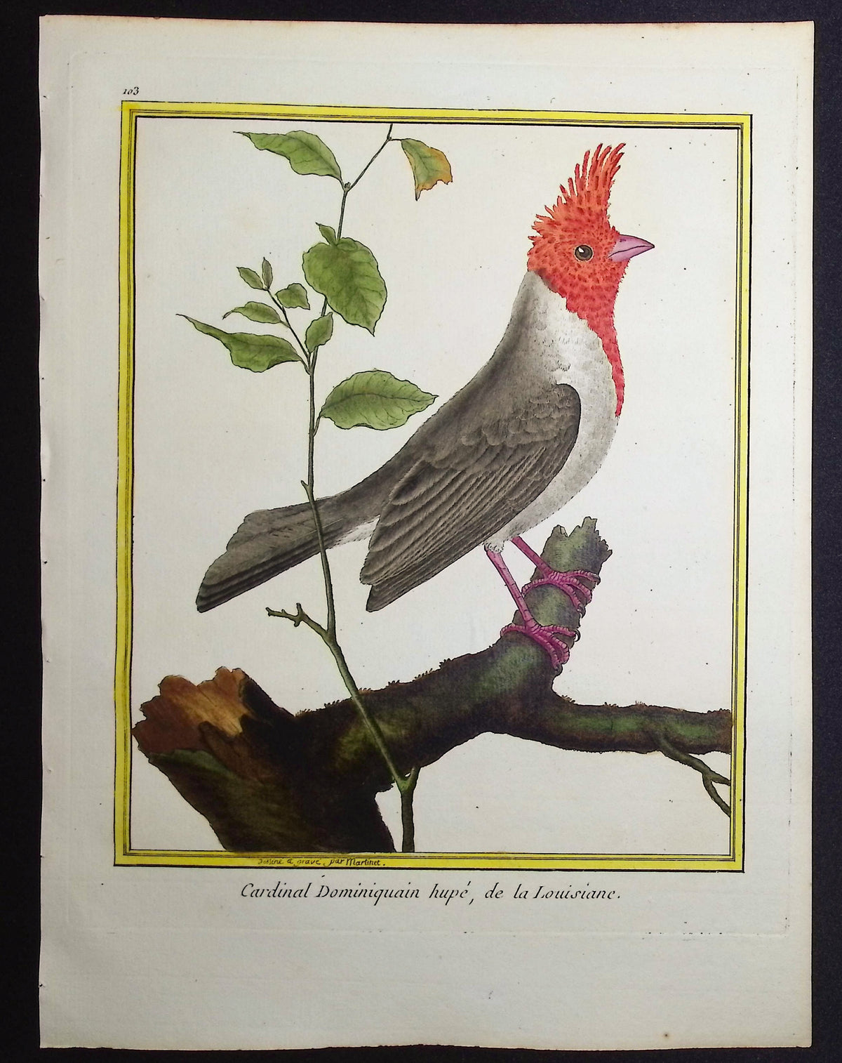 Cardinal