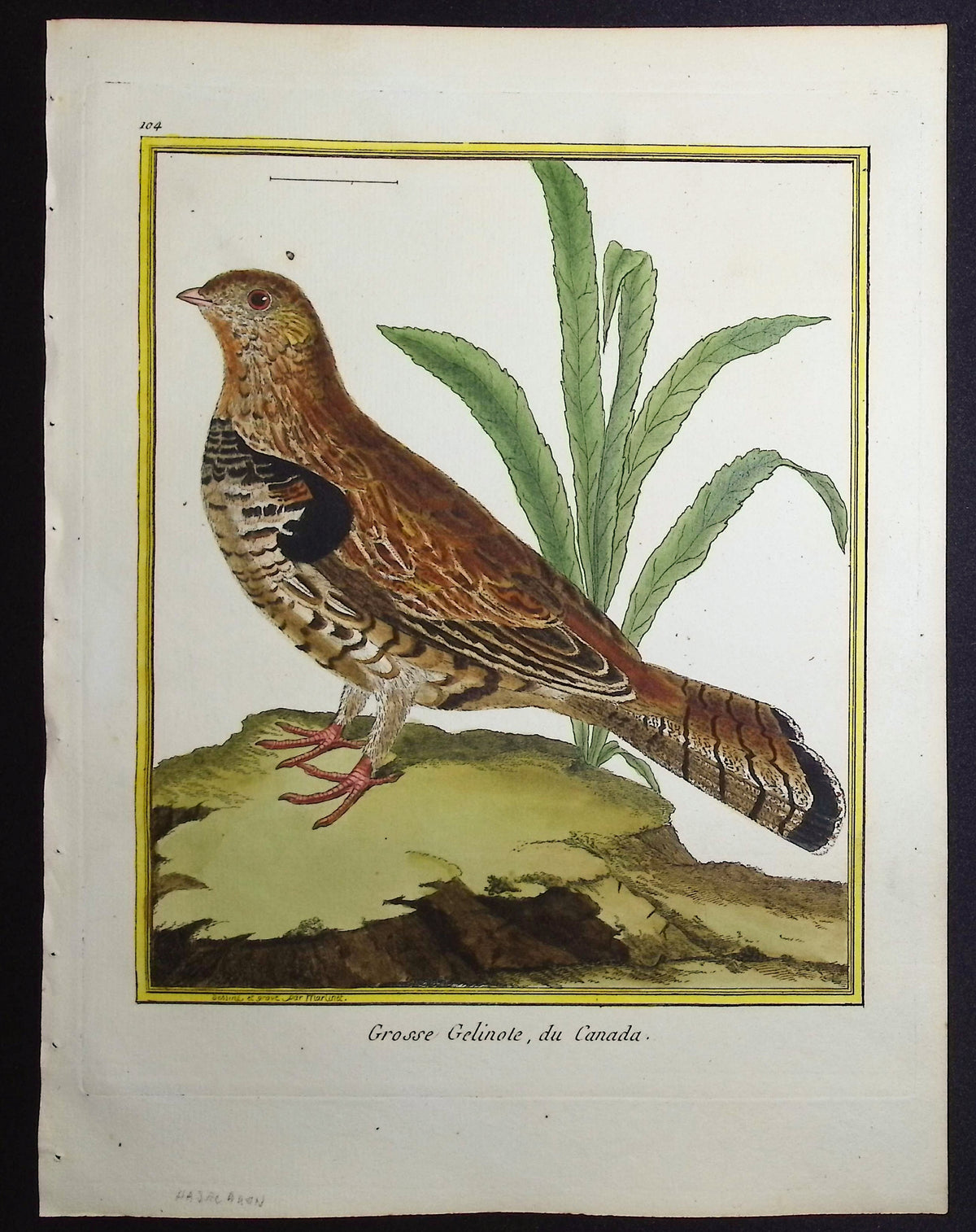 Grouse