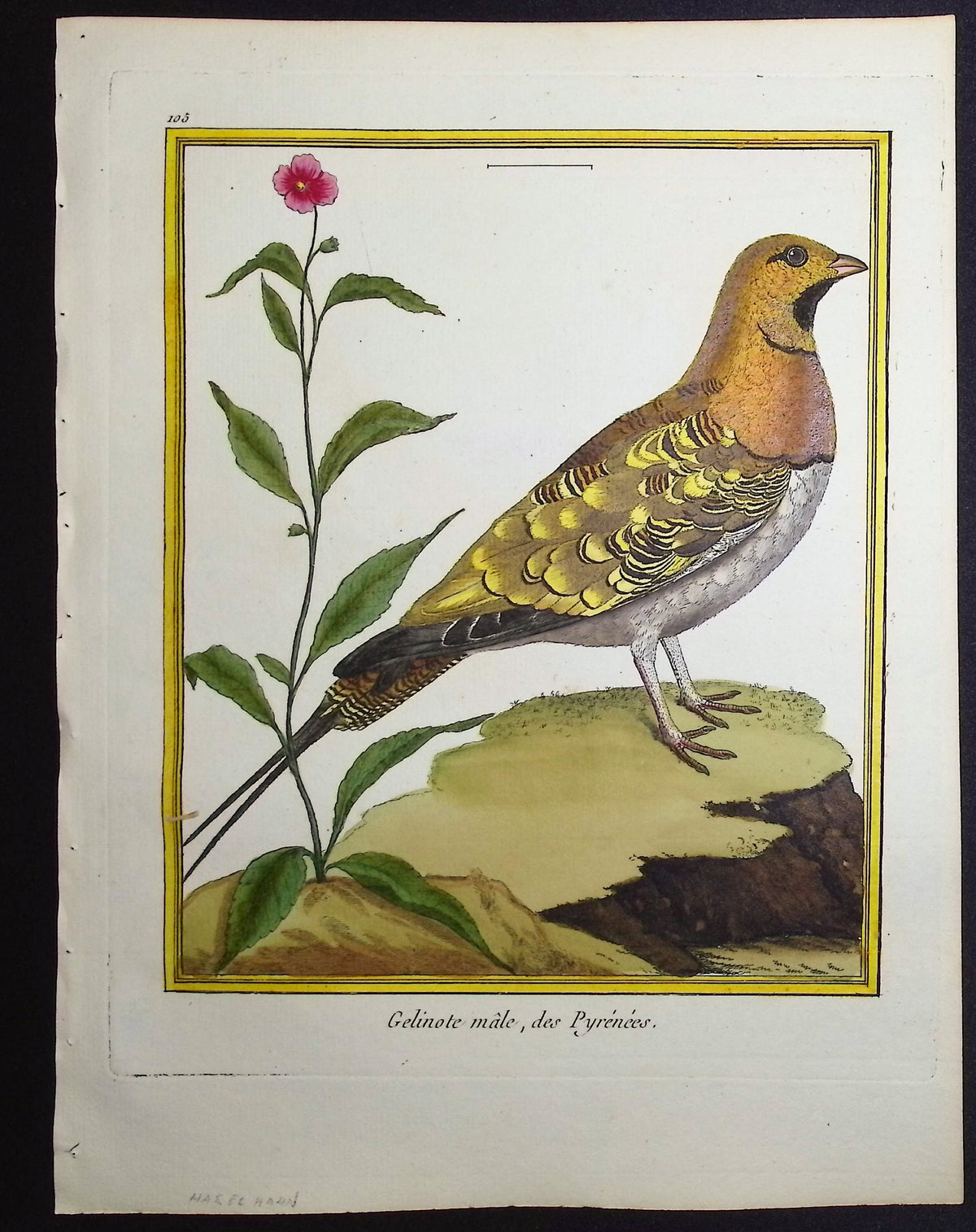 Grouse