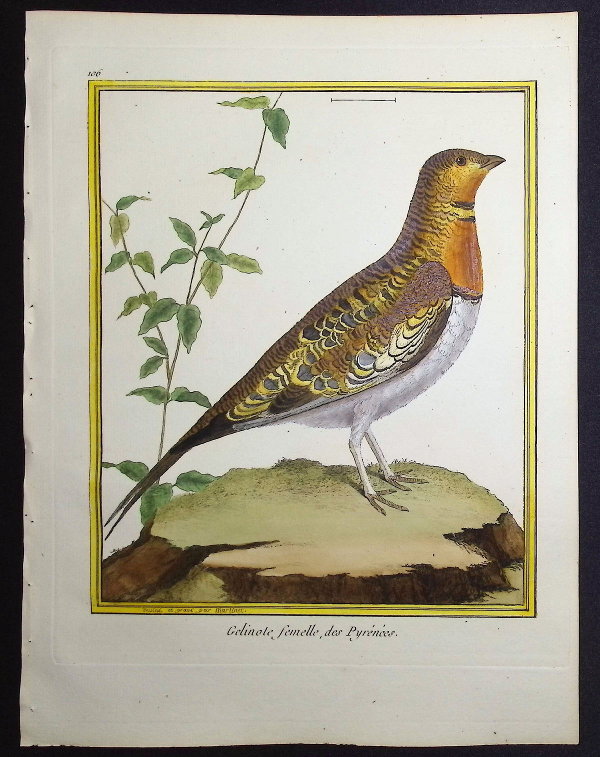 Grouse