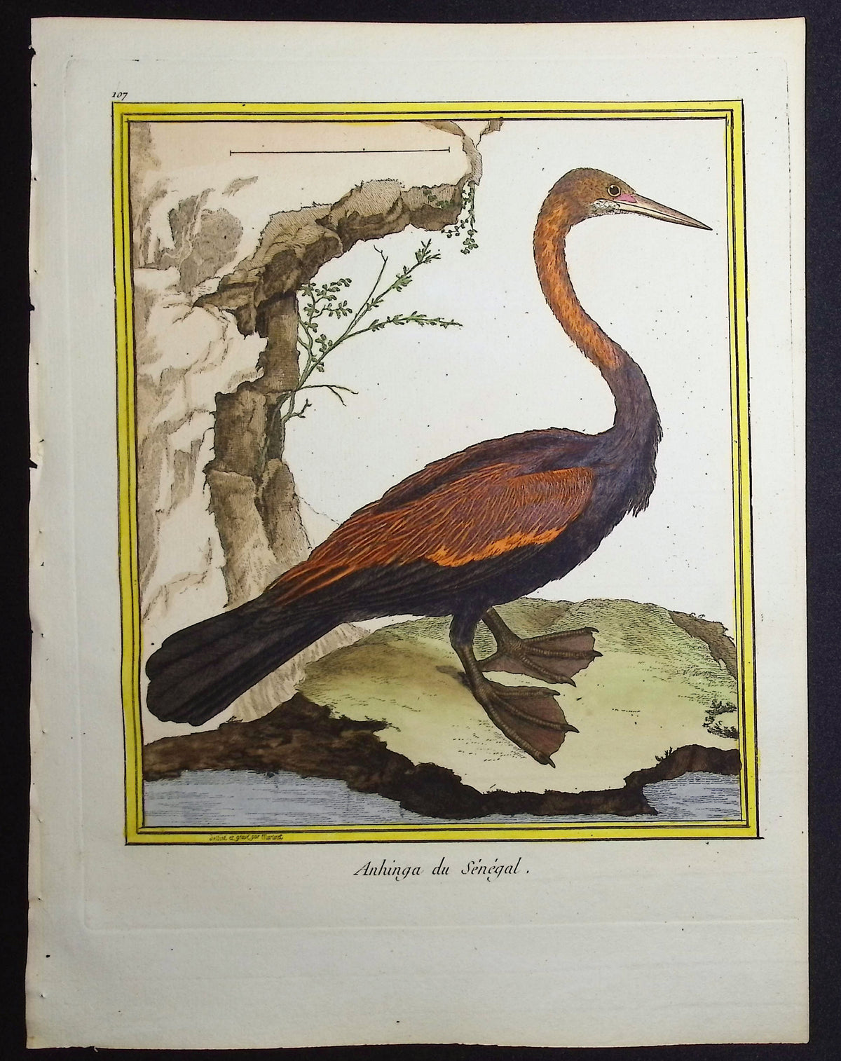 Anhinga or Snake Bird