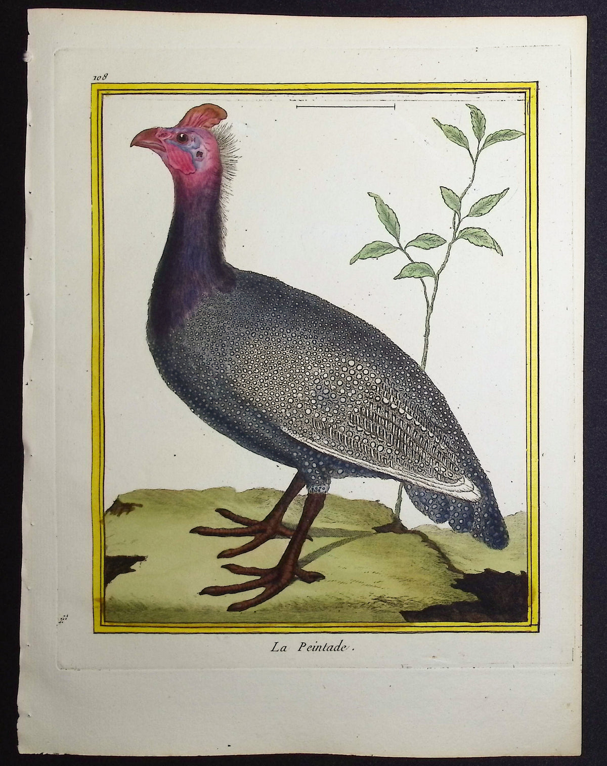 Guineafowl