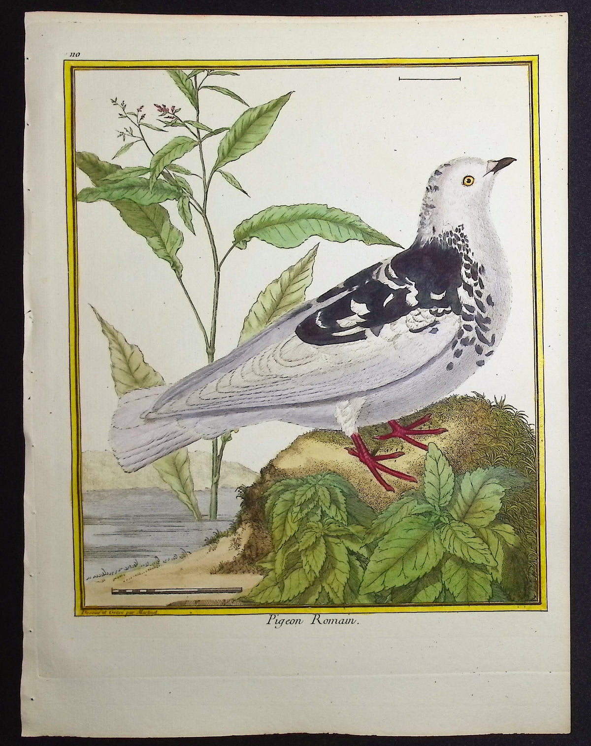 Pigeon