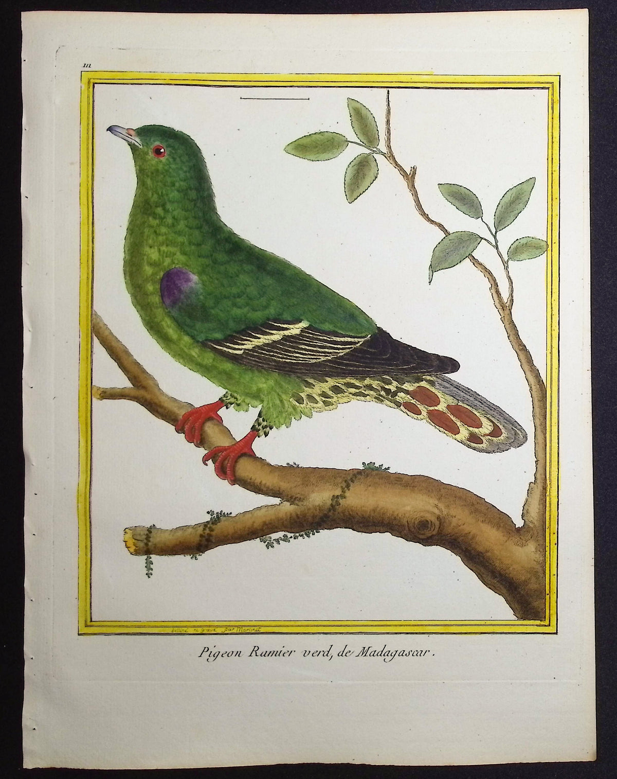 Green Pigeon