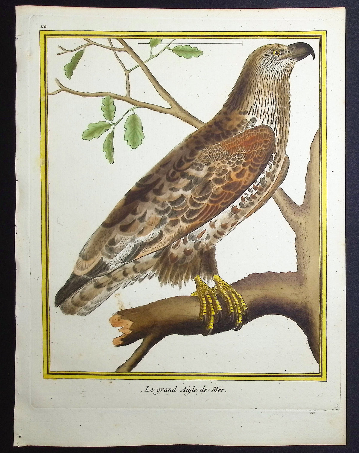 Eagle