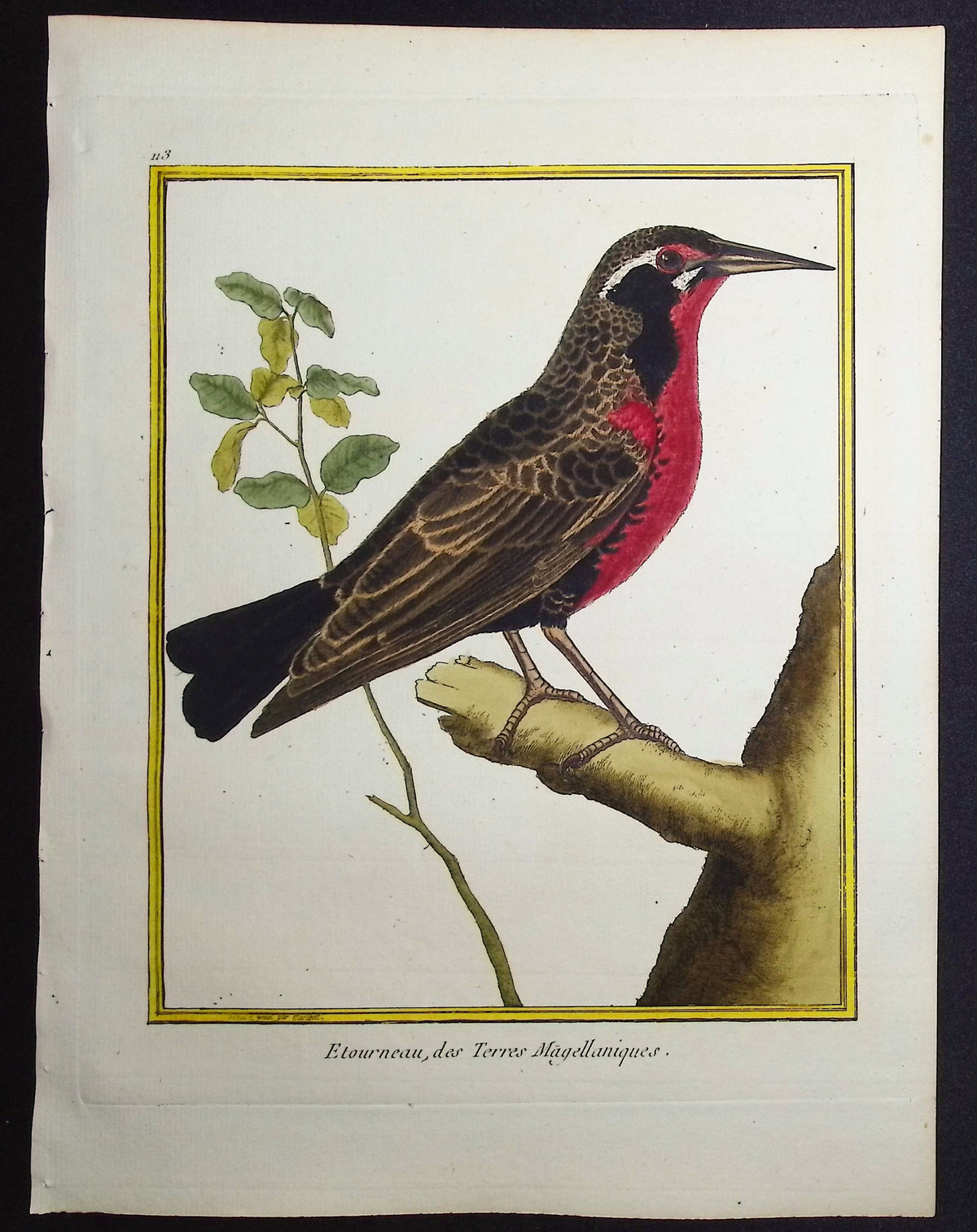 Starling