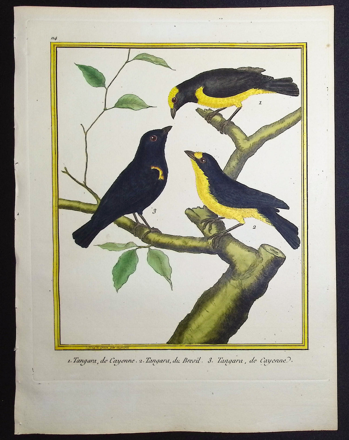 Tanager